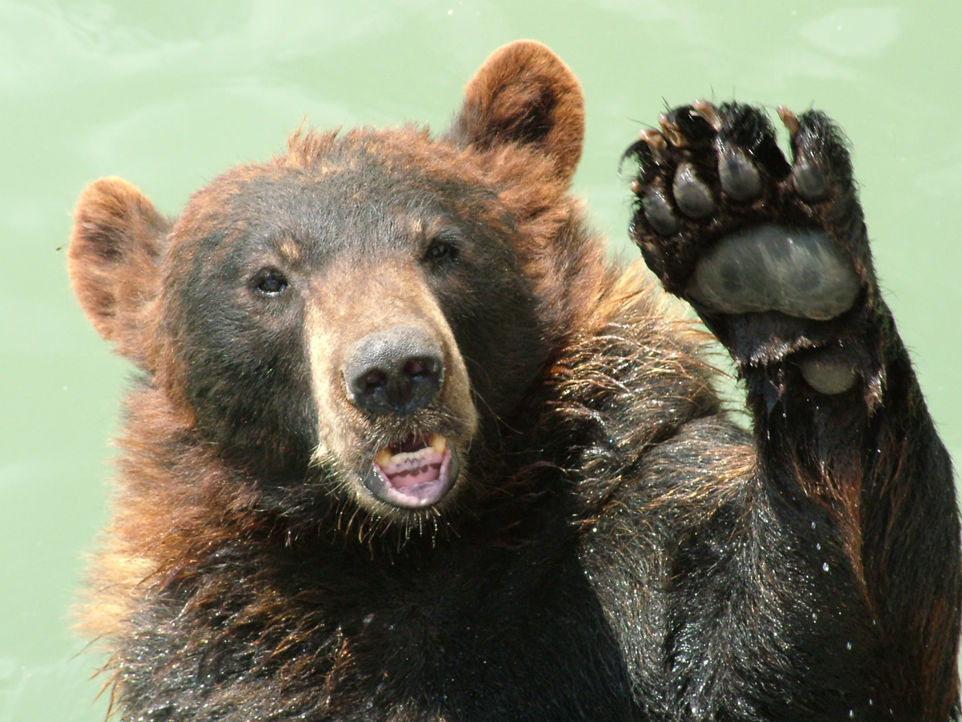 Bear Waving